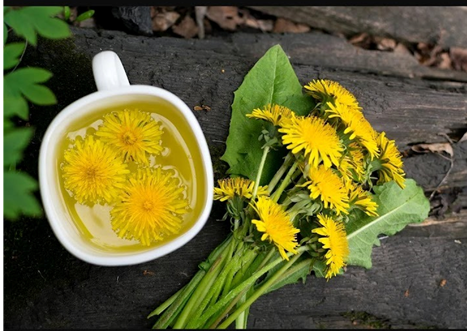 Dandelion tea treats muscle pain 