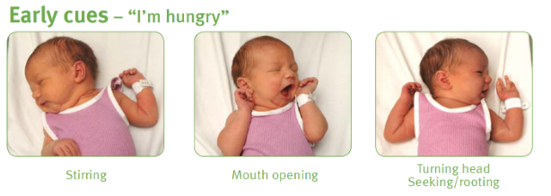 What are the hunger cues in a newborn?