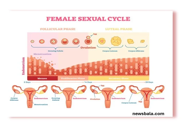 Menstruation