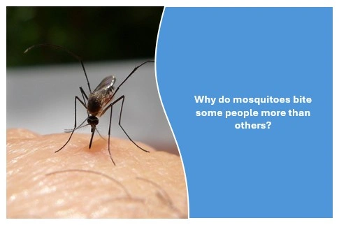 Why do mosquitoes bite some people more than others? Why do mosquitoes bite some people more than others?
